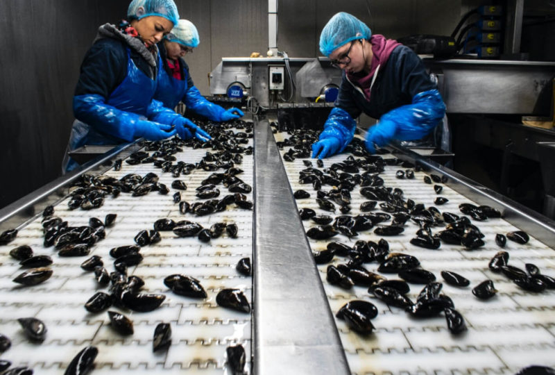 Food Production line | High Dream