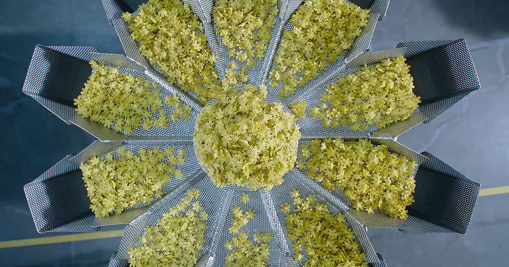 Scaled Strategies to Meet Rising Production Demand | High Dream