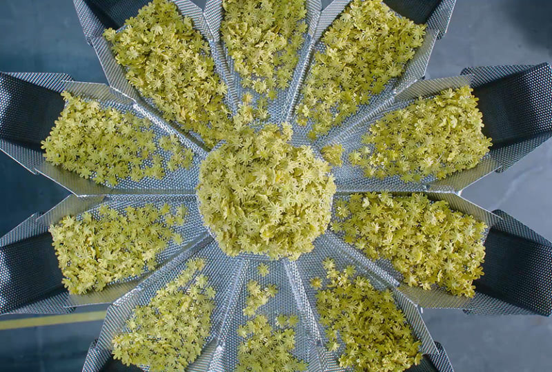 Scaled Strategies to Meet Rising Production Demand | High Dream