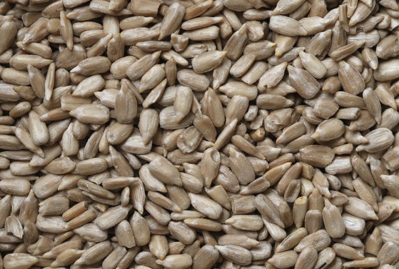 Maintaining Seed Viability, Seeds Production | High Dream