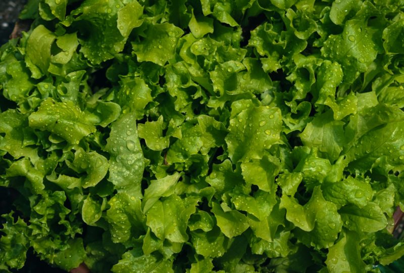 Salad Leaves, Fresh-cut and salads products | High Dream
