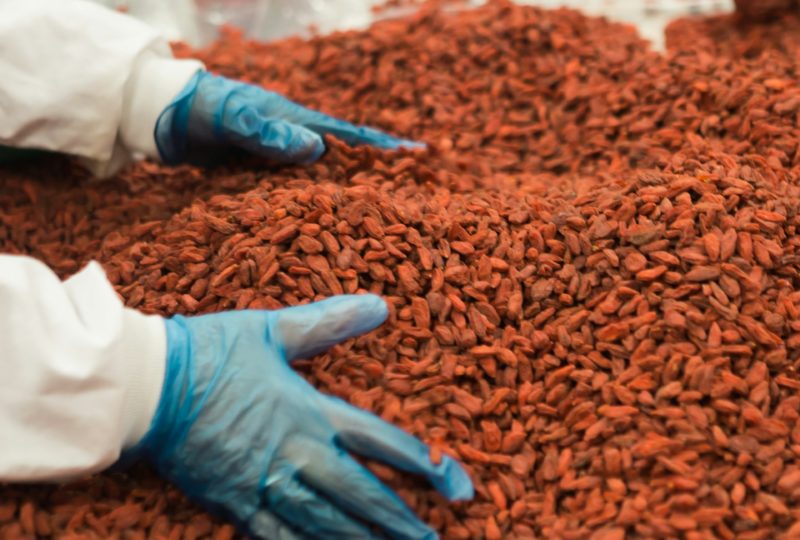 Optimising Resource Utilisation, Seeds Production | High Dream